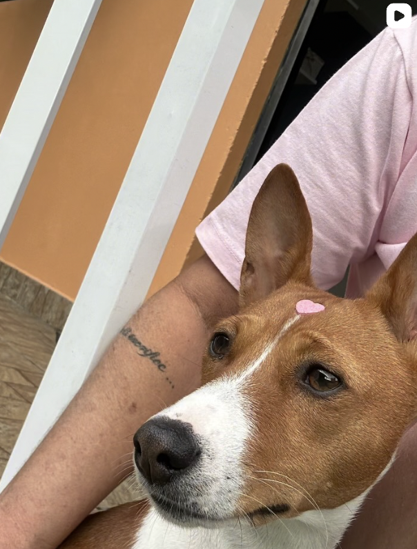Cão caramelo e branco no colo, com um pequeno coração rosa na testa