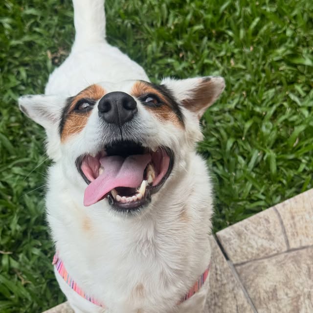 Cão branco e marrom olhando para a câmera com a língua de fora, em foto da Cindy